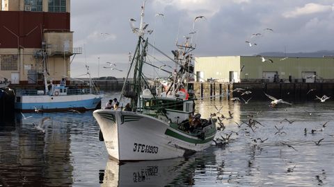 Barco de pesca artesanal entrando en el puerto de Burela