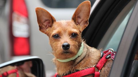 �Por qu� las mascotas no pueden viajar como los humanos?