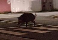 <span lang= es-es >Civismo salvaje</span>. Este ejemplar de jabal� fue retratado en la noche del lunes mientras cruzaba por un paso de peatones que da acceso al puerto de Ribeira. 