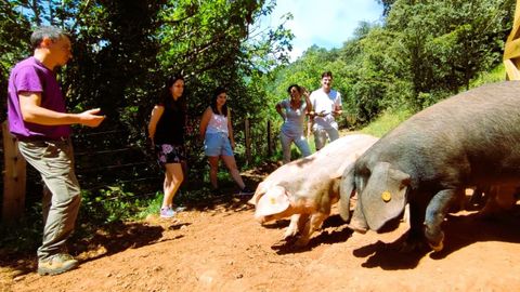 Miembros del grupo de investigación de la USC visitan el encinar de Moreda, donde se crían porcos celtas