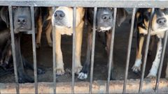 Perros enjaulados.Perros enjaulados, en una imagen de archivo