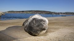 Aparece una foca en Barizo