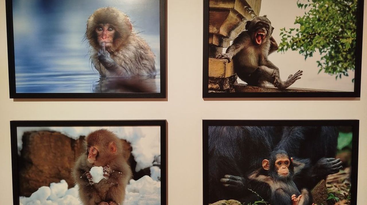 Las fotos más singulares del reino animal llegan a Noia
