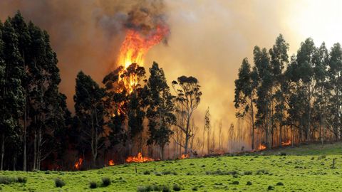 Incendio en las proximidades de Naves (Llanes)