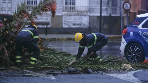 Bomberos de Ferrol procedieron a la retirada de la palmera, que invada parte de la calzada