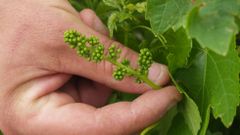 Racimo a punto de entrar en floraci�n