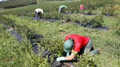 La recogida de ar�ndano comienza en Galicia a principios de verano