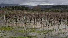 Vista de un vi�edo de Ver�n inundado tras las �ltimas borrascas.