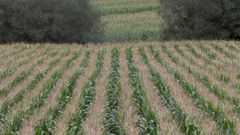 Finca de ma�z en la parroquia de Noche (Vilalba)