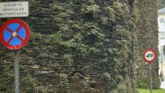Vegetaci�n en diferentes puntos de la Muralla de Lugo