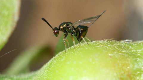 AVISPILLA DEL CASTAO. Insecto originario de China que apreci en el 2014. Reduce el crecimiento de la planta y disminuye su fructificacin. Galicia la ataca con un parsito.