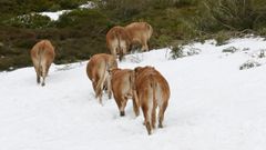 En primavera, los ganaderos conducen a las vacas a los pastos de Campo de Agua, en Len. Ahora ellas vuelven solas