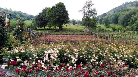 Terrenos con las distintas variedades de rosas comestibles en la granja ecolgica La Flor del Agua, en Trubia.