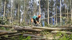 Un operario forestal trabaja en un monte de eucaliptos de Mera, en Ortigueira, en una imagen de archivo