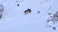 Un perro caza un jabal� ante la atenta mirada de un raposo