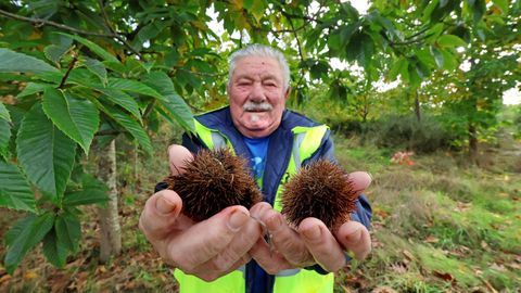 Los montes de Vigo y sus frutos