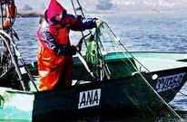 Los pescadores est�n cogiendo una media de cinco ejemplares al d�a y el precio oscila entre 10 y 20 euros