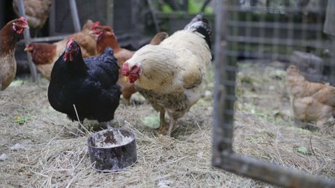 En once municipios de Galicialas gallinas estn encerradas desde principios de ao