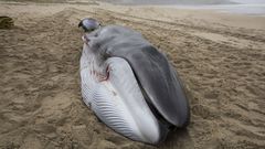 Nada se puede hacer por salvar a la ballena de Nemi�a