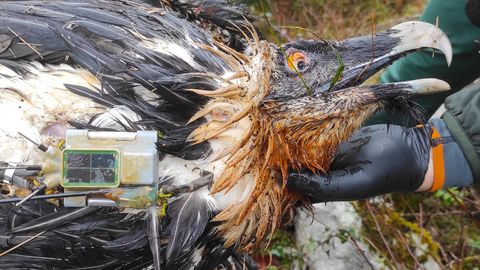 El quebrantahuesos  Centenario , que fue liberado en la vertiente asturiana de Picos de Europa en 2017, ha sido hallado muerto por envenenamiento