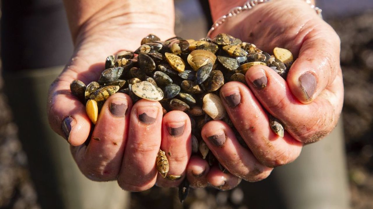 La agrupación de mariscadores de Corcubión se opone a la petición de los buzos de extraer almeja
