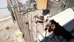 Los perros, antes del rescate. 