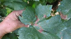 Manchas de mildiu en hoja en una vi�a de Chantada, en la cosecha del 2016