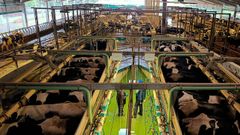  La Granxa Pazos, de Mazaricos, es una extensa explotacin ganadera que cuenta con unas 300 vacas en produccin.
