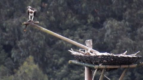 Ejemplar de �guila pescadora.Ejemplar de �guila pescadora