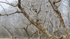 El  fr�o del arranque del a�o retrasa la brotaci�n y previene plagas en frutales y vi�as
