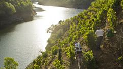 Terrazas vit�colas en la ribera de Val dos Frades, en Vilach� de Salvadur. Los investigadores del proyecto �Adegas da Memoria� intentar�n determinar la antig�edad de los bancales de esta �rea de la margen derecha del Sil, cuyos or�genes hist�ricos se desconocen