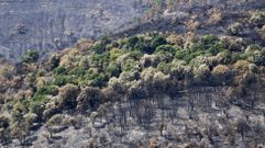 Zona afectada por el fuego, el pasado verano, en Quiroga