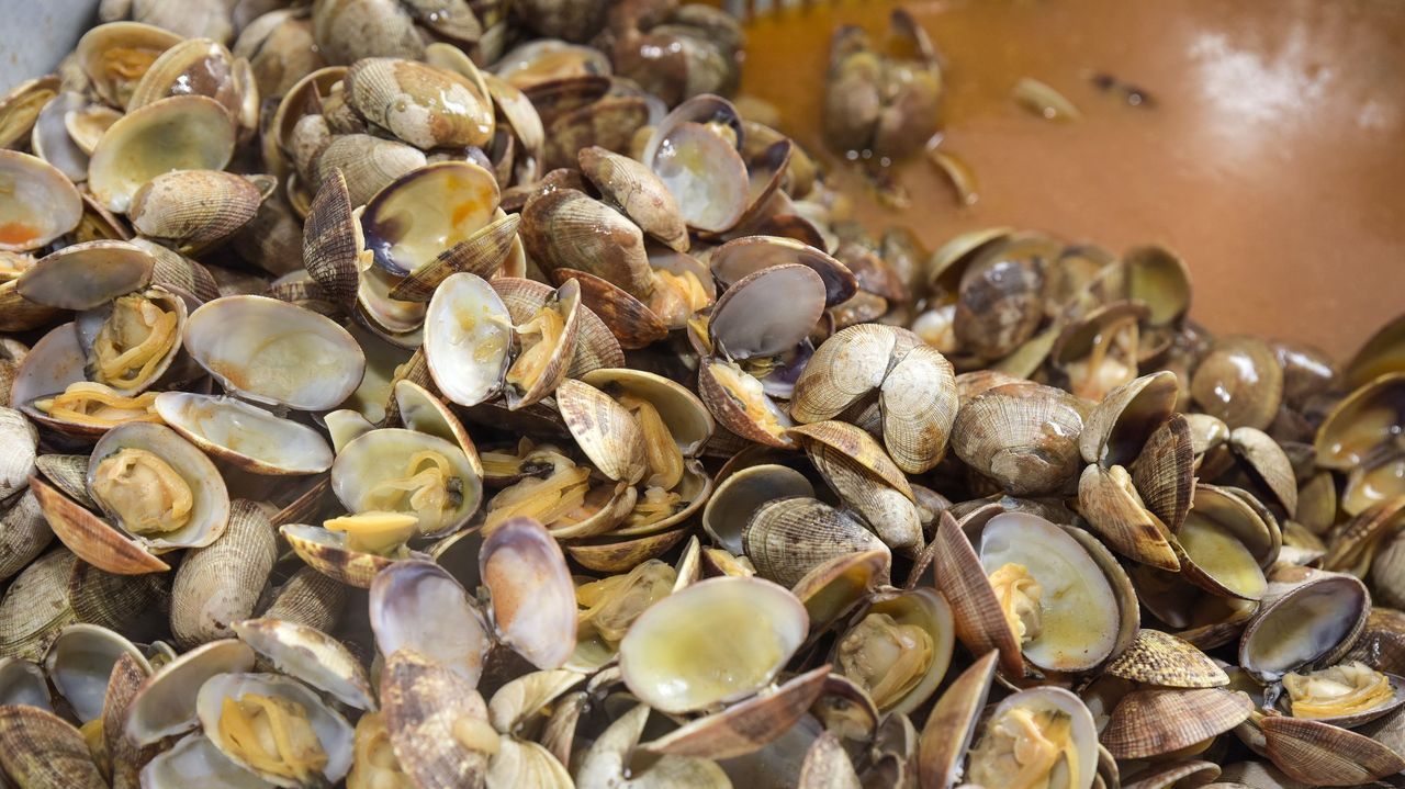 Los tiques para la Festa da Ameixa de O Carril, a la venta el sábado en la plaza de Galicia