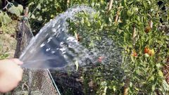 Riego de tomates con agua potable, en foto de archivo
