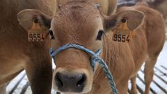 Marruecos era el principal importador de vacuno de carne de Espa�a