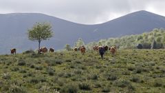 En Piornedo (Cervantes) el mantenimiento de actividades tradicionales incluye trashumancia