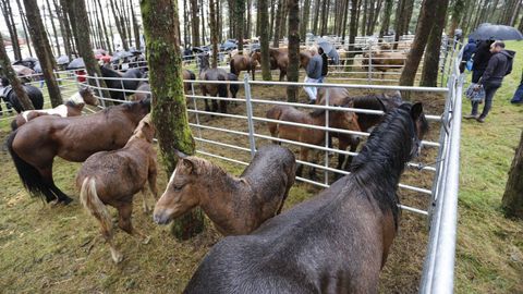 En Muras se celebra la Feira do poldro desde hace m�s de treinta a�os