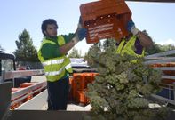 <span lang= es-es >La vendimia, un impulso m�s</span>. El mes de septiembre es uno de los de mayor actividad para la vitivinicultura. Por eso, adem�s de la industria y la construcci�n, el sector agr�cola fue uno de los que mejores datos de empleo ha aportado en la provincia ourensana. 