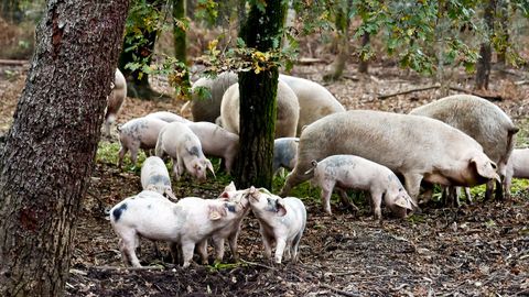 Imagen de una explotacin de porco celta