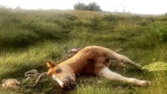 El ataque m�s reciente del lobo del que se ha tenido noticia en A Mari�a ocurri� en Xove el pasado domingo