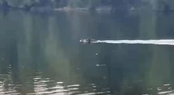 Un jabal� nada en el r�o Mi�o de Lugo.