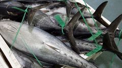 Una etiqueta verde en la cola identifica el bonito del norte que se comercializa en Burela