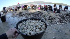 Mariscadores de la cofradia de Noia, en la playa de Testal recuperando bivalvo