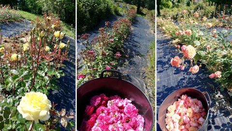 Flores y productos elaborados en La Flor del Agua