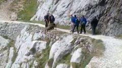 Despe�an a un jabal� en el Cares