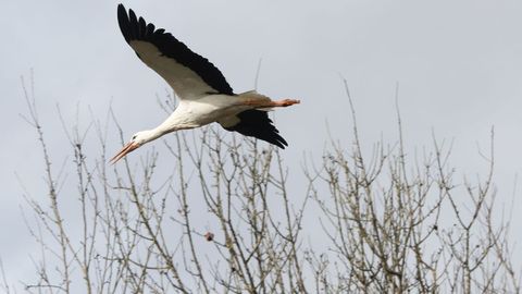 Si majestuoso es su vuelo, no lo son menos sus giles andares