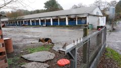 32.000 pollos mueren asfixiados en una granja de Mexaboi