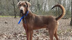 Suevo est� en la protectora de Lugo y busca familia