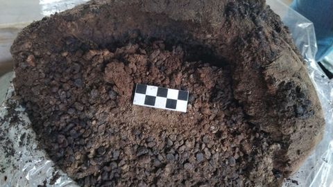 Se han descubierto restos de legumbres y fruta que formaban parte de la dieta de los esclavos romanos, confirmando que, en algunos casos, su alimentacin era ms completa que la de ciudadanos libres de la poca.