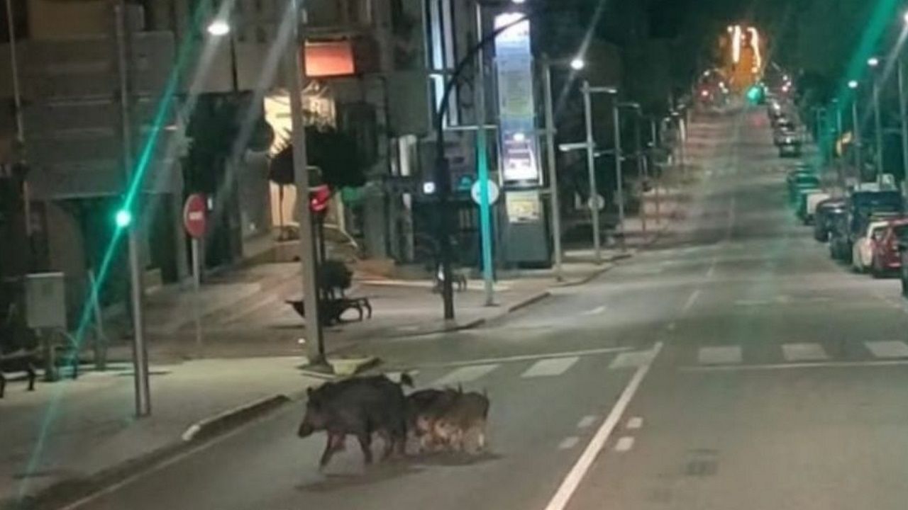 Unións Agrarias reclama un plan urgente ante la reaparición de la peste porcina africana en Cataluña